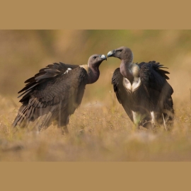 Four Jatayu (Vulture) Conservation Breeding Centres (JCBC) were set up across the country in partnership with respective state governments.