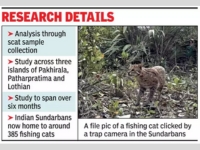 A study to unravel the detrimental effects of pollution on fishing cats, the state animal of Bengal — in the Indian Sundarbans will commence soon.