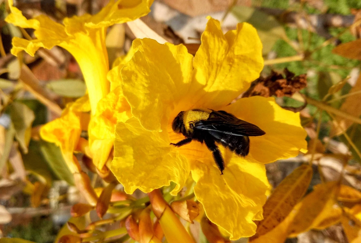 Carpenter bee - Don't Kill that spider-Rescue it