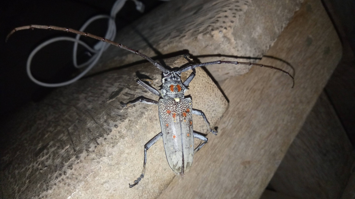 Longhorn beetle - Mango stem borer