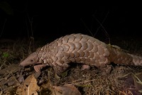 A first-of-its-kind research project by the Wildlife Conservation Trust (WCT) and MP Forest Department to develop ecology-based conservation strategies for the Indian pangolin.