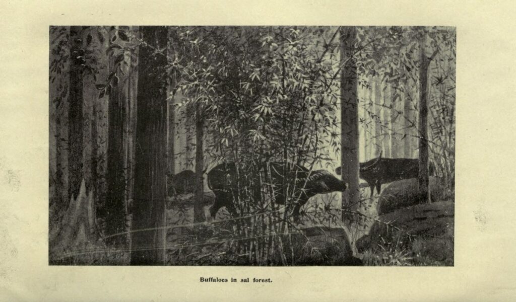 The Central Indian wild buffaloes survive in a single landscape - Chhattisgarh’s Indravati tiger reserve and the adjoining Kopela-Kolamarka forests across the border in Maharashtra’s Gadchiroli district.