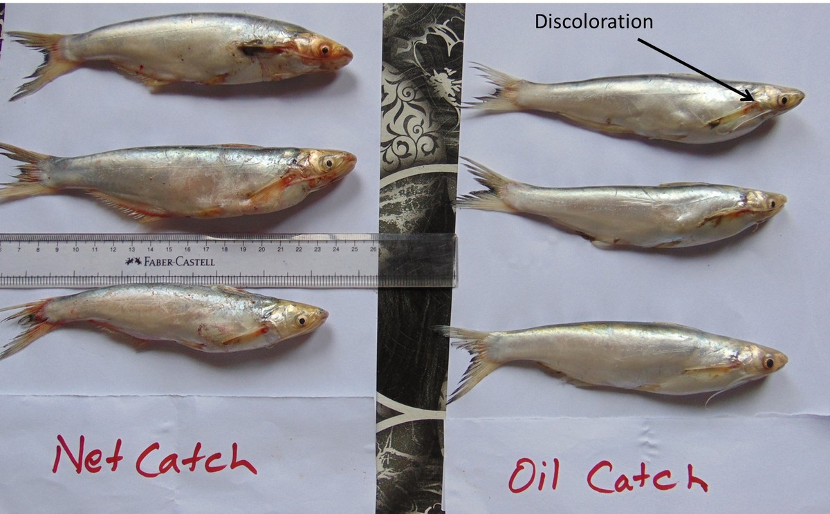 Differences in the appearance of Clupisoma caught in gillnets (left) and those caught with dolphin oil (right). Apart from the latter being paler and discoloured, net catches appear redder and have intact natural colouration.