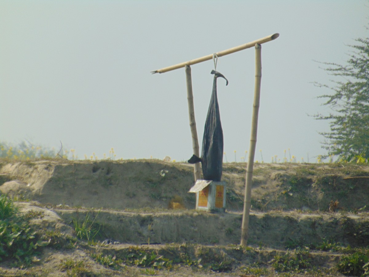 A Ganges river dolphin poached for its oil in the Kosi river in 2023. The carcass was hung in the open in full public view.