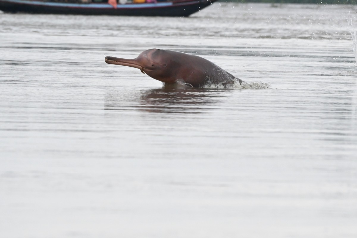 A Ganges river dolphin seen jumping out of water in the Ganga river.