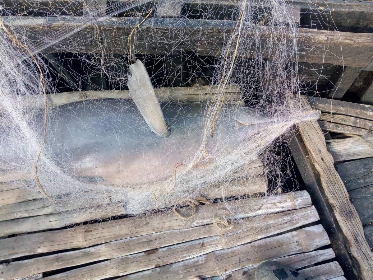 A Ganges river dolphin accidently caught in gillnet.