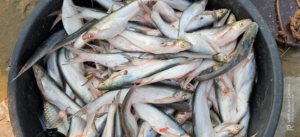 The Ganges river dolphins are often illegally exploited for their oil which is used as bait for catching  Clupisoma garua, a species of catfish found in Gangetic plain rivers.