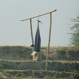 Untangling a Silent Threat in the Ganges - Accidental deaths due to fishing nets is one of the primary threats to the Ganges river dolphin.