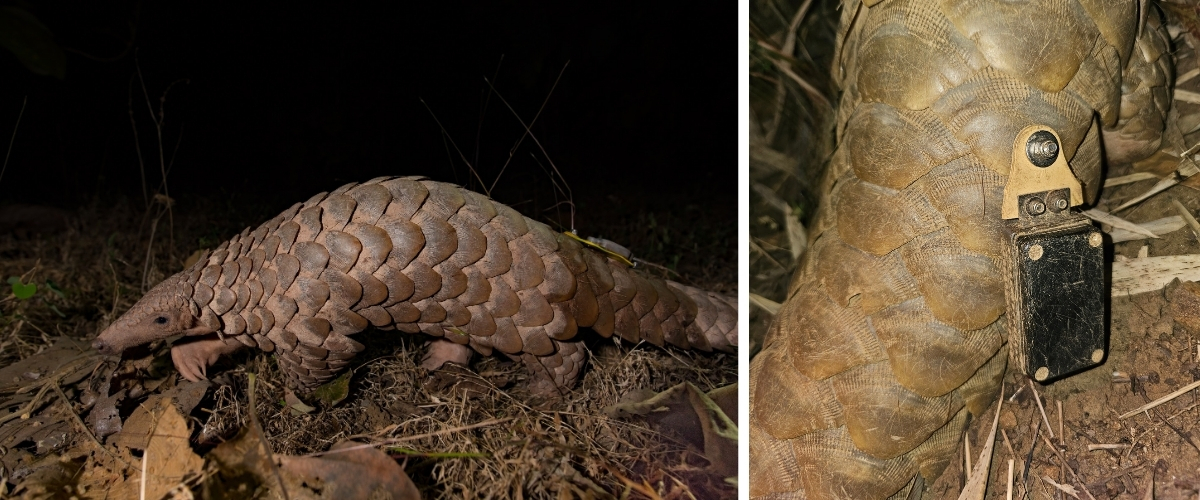 A rescued Indian pangolin with a radio tag attached to one of its scales by field biologists and veterinarians from WCT and the Madhya Pradesh Forest Department.