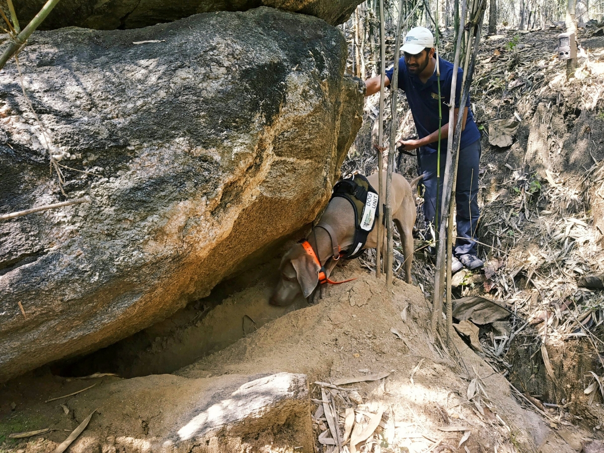 WCT’s conservation dog indicating the presence of a pangolin burrow.