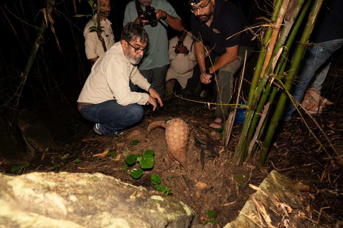 Forest officers and the WCT team releasing a radio-tagged pangolin.