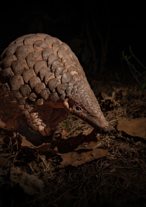 WCT, in collaboration with the Madhya Pradesh Forest Department, has taken the lead in unravelling the secrets of the Indian pangolin and rehabilitating pangolins rescued from poachers.