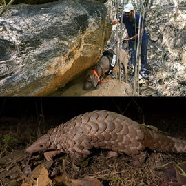 Man's Best Friend: Sniffer Dogs Aid in Pangolin Conservation