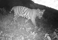 A new tiger, named 'STR-T2', was spotted through trap camera images in the forest areas of in Chandoli National Park of Sahyadri Tiger Reserve (STR) on the night of Oct 28.