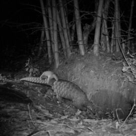 A Pangolin Success Story: Mother and Pup Thriving in the Wild