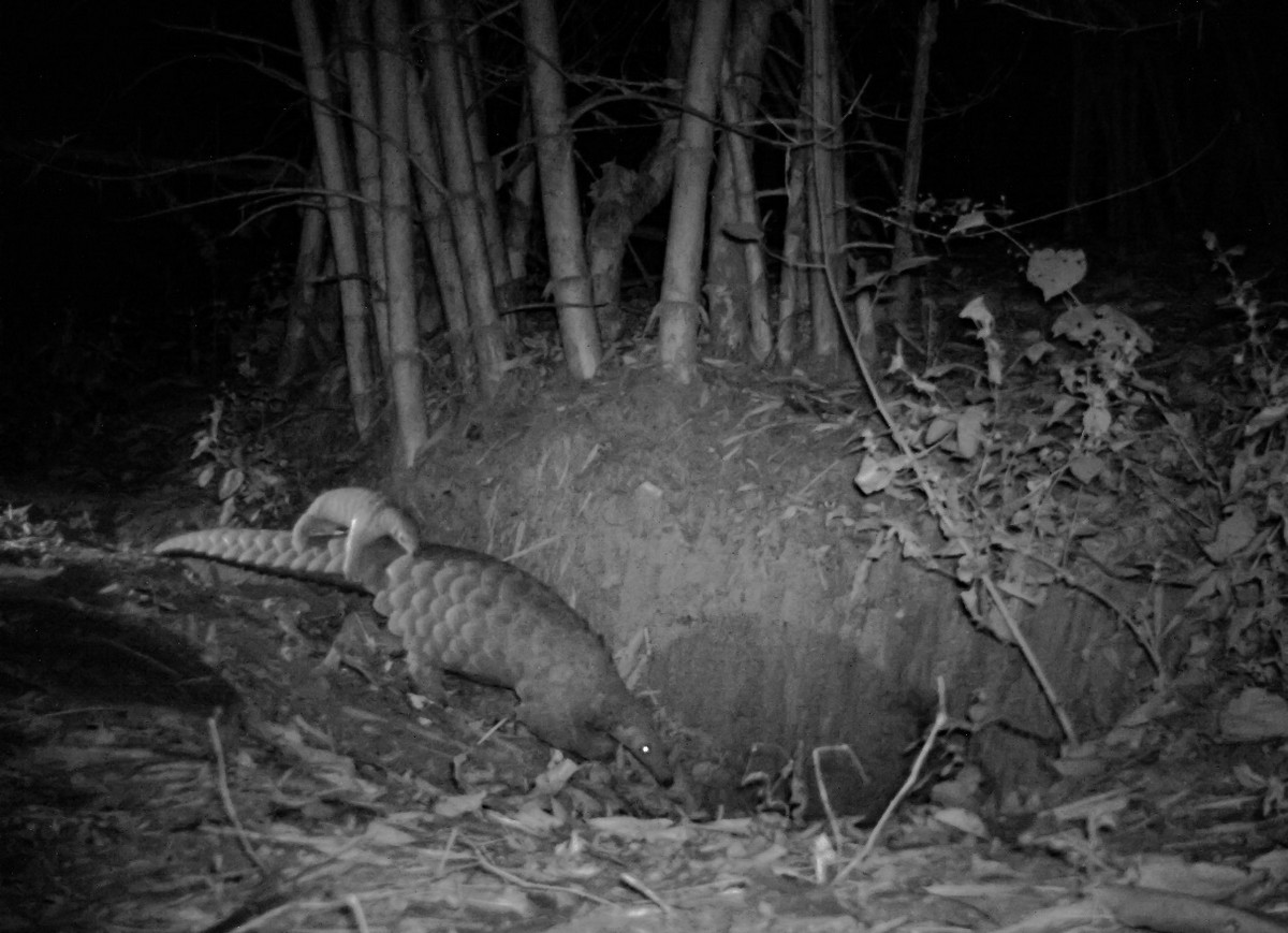 Our recent camera trap footage captured a heartwarming moment: one of the rescued and rehabilitated female Indian pangolins, with her little pup riding on her tail!