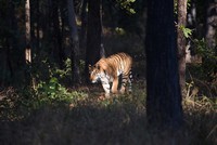 Forest dept reports eight tigers in Sawantwadi-Dodamarg transit corridor