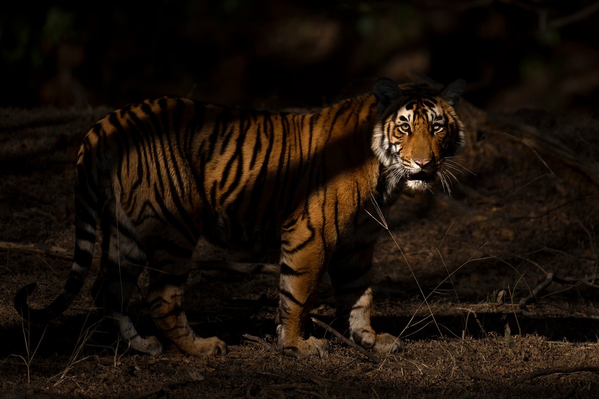 The tiger population in Ranthambhore Tiger Reserve is rather isolated due to fragmentation. 