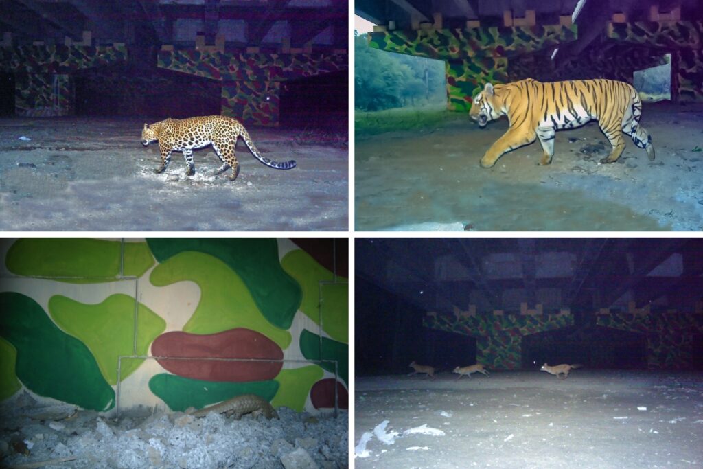 WCT’s camera traps have captured several species using the underpass on NH-44 including (clockwise from top) Indian leopard, Bengal tiger, Indian pangolin, and Asiatic wild dog (dhole). 