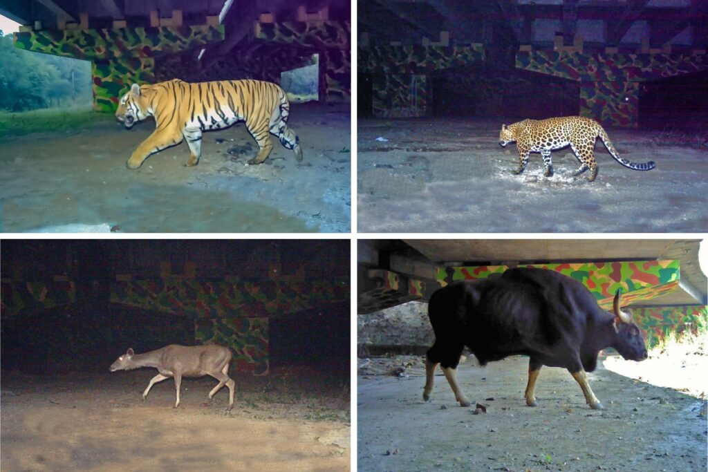 WCT's Connectivity Conservation team combines the scientific powers of camera trapping, conservation genetics and GIS to study and predict the movement of tigers through complex landscapes that include tiger reserves, other Protected Areas (PAs), relatively less protected but good quality corridors, linear infrastructure, highly degraded forests, revenue land and agricultural land. 