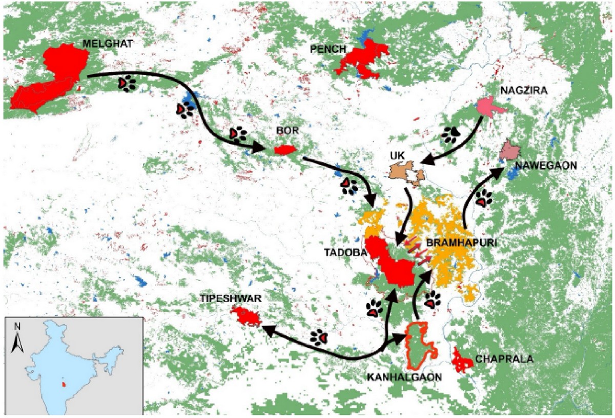 WCT deciphered important functional tiger corridors connecting Tadoba-Adnhari Tiger Reserve with other PAs using DNA extracted from tiger scat samples.