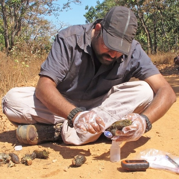 A WCT field biologist collecting tiger scat for analysing genetic material. ©WCT