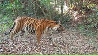 Study confirms Konkan a habitat for tigers in Western Ghats; 12 big cats recorded