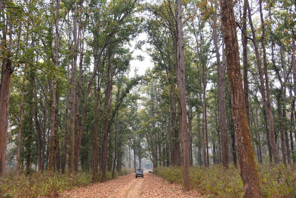 We must protect threatened trees and their ecosystems. This will safeguard biodiversity, support livelihoods, and ensure a healthy planet.