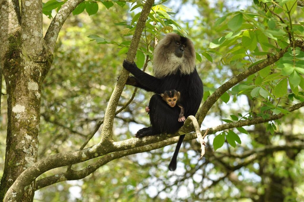 Trees play a pivotal role in shaping forests, and providing homes for approximately 50 percent of land-based plant and animal species globally.