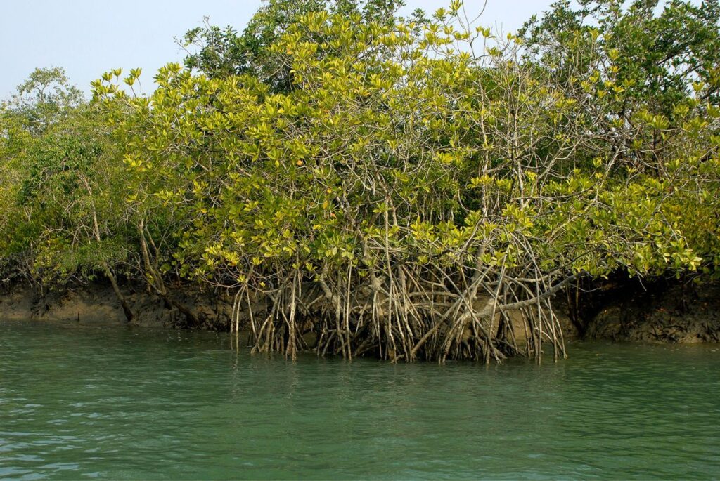 By binding and building soil, mangroves, often called the "coastal forests”, help to reduce erosion and keep pace with sea level rise. Their remarkable heat tolerance further enhances their ability to withstand the increasing impacts of climate change.