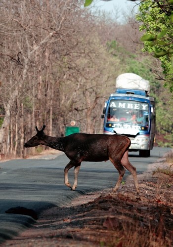 Collision with speeding vehicles on the roads lead to innumerable wildlife deaths globally.