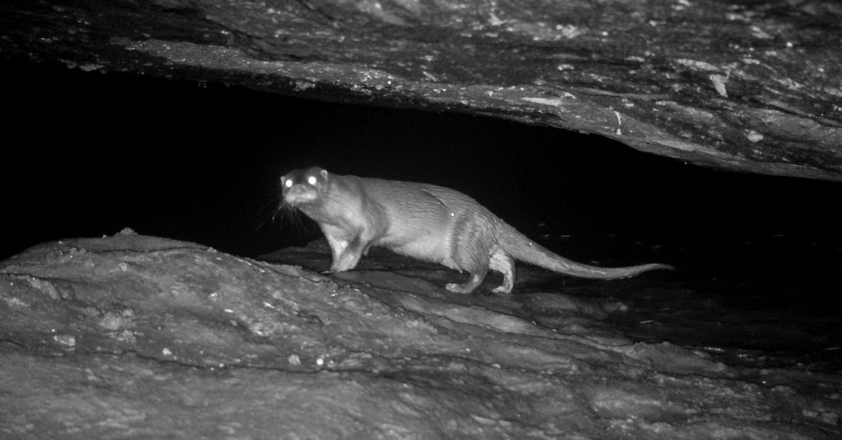 Eurasian otters are highly nocturnal in their ways and inhabit mountain streams and deep perennial pools.