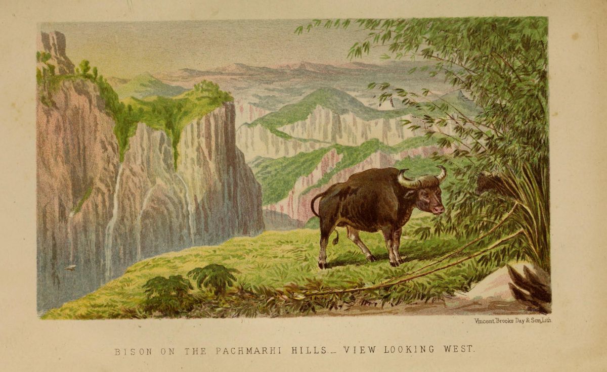 Captain James Forsyth was the first European to systemically survey the flora and fauna of the Satpura ranges in particular, and central India in general. He wrote eloquently about them in his book ‘Highlands of Central India’ published in 1871.