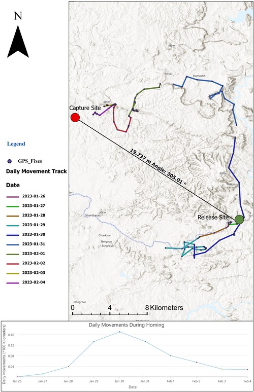 Like a game of connecting the dots, connecting the GPS locations of the rescued and translocated leopardess gives us a sense of the cat’s spatial behaviour, with a focus on how she navigates her habitat, her proximity to human settlements, and the landscape features she uses.