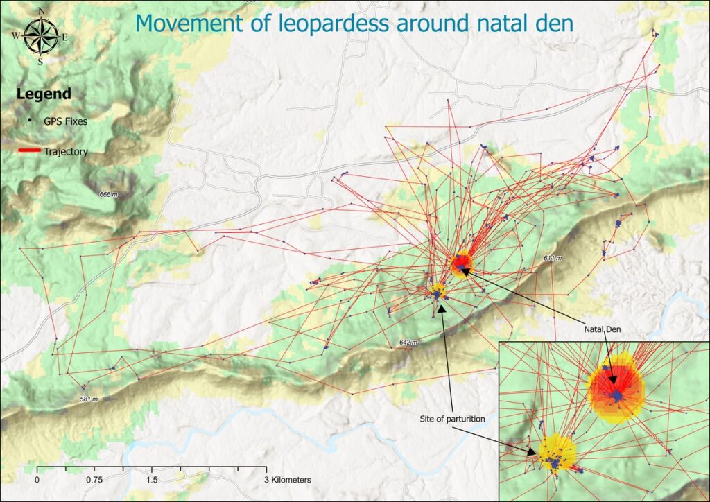 Observation of the GPS fixes (black dots) and movement trajectories (red lines) in relation to topographic and vegetative features in the map illustrate the movement patterns of a leopardess around her natal den, highlighting dense activity near the den site with frequent entry and exit pathways, as well as the site of parturition (the process of giving birth).