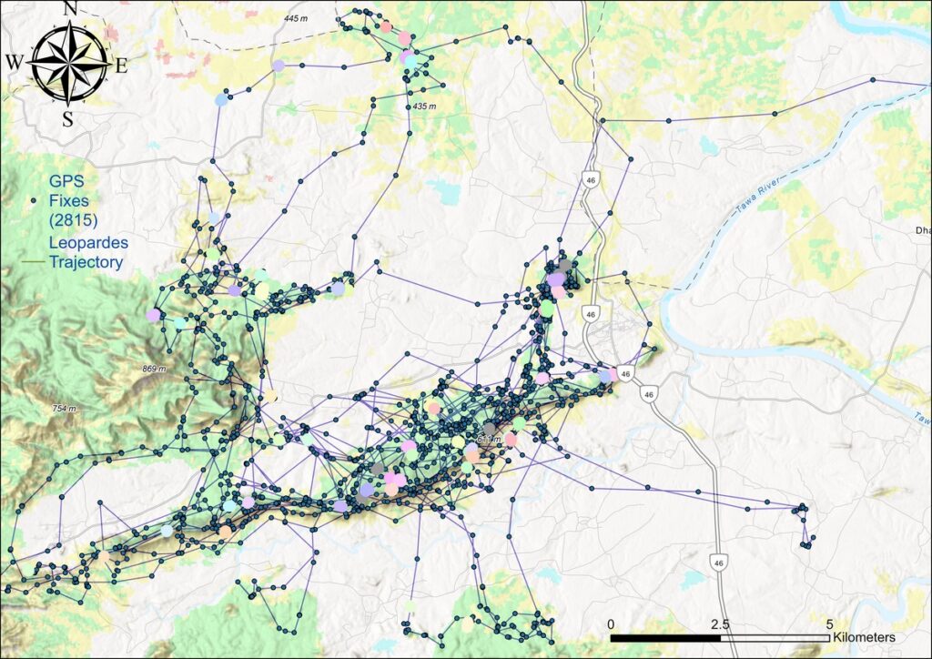 Here, a leopardess was captured near a village and released some 20 km. away (as the crow flies). However, she returned to her capture site with remarkable speed and accuracy. The map to the right shows the capture and release sites and daily movement tracks until she returned to her capture site.