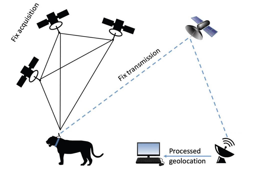 A schematic diagram explaining the process of satellite telemetry, and GPS fix and transmission to the end user.