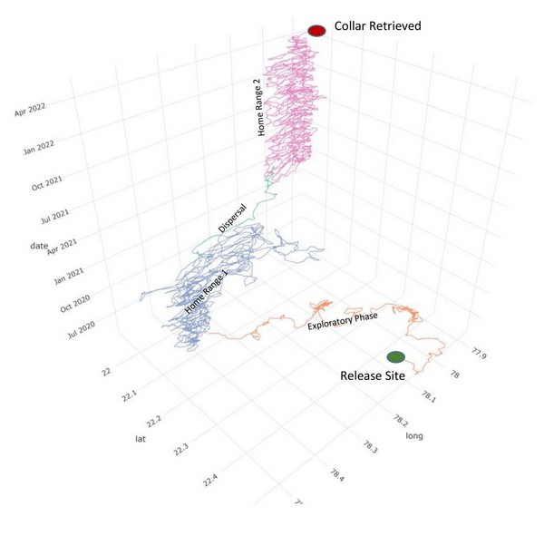 This space-time cube depicts the trajectory of a tigress’s movements in three dimensions – longitude, latitude, and time – documented in the two years that she was being monitored using satellite telemetry.