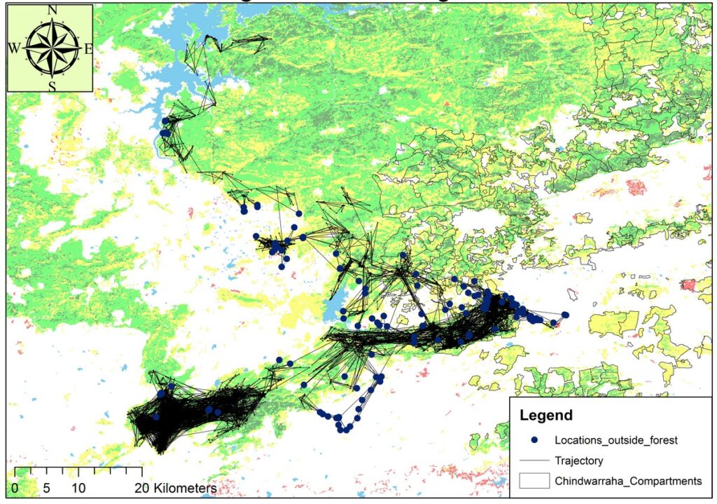 This map depicts the trajectory of a translocated tigress at the forest-agriculture interface. The points represent the locations of the tigress’s movement outside the forest. It is visually evident that, most of the time, upon reaching agricultural land or venturing close to human settlement, she turned back sharply or moved faster in a linear fashion towards the forest.